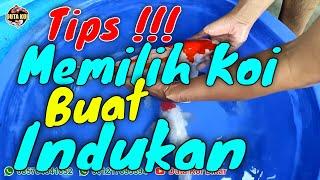 Cara Memilih Induk Ikan Koi Yang Bagus || Calon Induk Yang Bagus Dilihat dari Karakter Ikan Koi