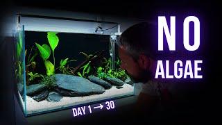 3 TIPS to PREVENT 99.9 % of ALGAE in LOW TECH AQUARIUMS DURING CYCLING (DAY 1 to DAY 30)