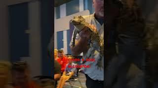 Holding A REAL Life Alligator in #orlando #holidayinn #travel #youtubeshorts #shorts #animals #viral