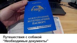 Документы для собаки для выезда за границу - как вывезти собаку за границу машине.