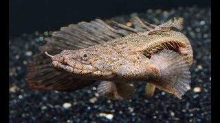 Cuidados del Polypterus Endlicheri Endlicheri (Bichir o pez dragón africano)