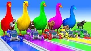 5 Giant Duck Cartoon,Cow,Elephant,Tiger,Lion,Dinosaur,Paint Wild Animals Crossing Fountain Animation