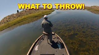 Mastering Bass Fishing in Weeds: Strategies for Effective Angling | Bass Fishing
