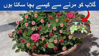 How to save dying rose plant in summer