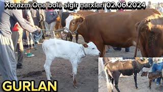 Xorazm viloyati Gurlan mol bozori Ona bola sigir narxlari 02.06.2024#narxnavo #narx #tortkol_uz