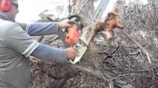 Baumr-Ag PRO SX62 62cc 22in Bar Chainsaw In Action