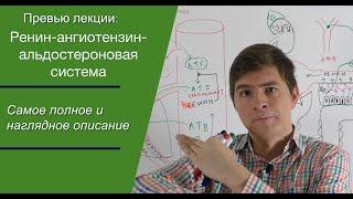 Превью. Ренин-ангиотензин-альдостероновая система (РААС). Самое полное и наглядное описание.