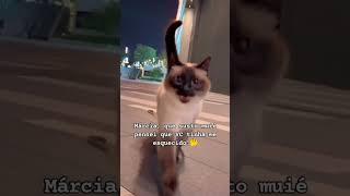 #tiktok #funny #like #cat #shortvideo #pets #memepics #animals #memes #shorts #roblox #rofl