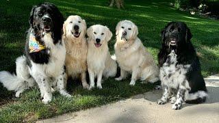 Filing My Golden Retrievers & Newfoundland Dogs Nails