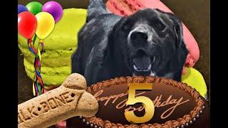 Как поздравить собаку с днём рождения! Оскару 5 лет. Торт для собаки /Як привітати собаку с ДР.