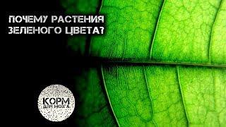 Почему растения зеленого цвета?