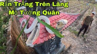 Kinh Hoàng Phát Hiện Rắn Hổ Mang Trắng Khổng Lồ Xuất Hiện Bên Trong Lăng Mộ Của Tướng Quân