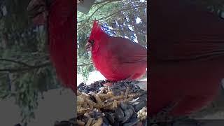 Cardinal Munches on Lunch Yummmy Sunflower Seeds