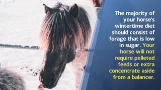 The Vets Advice for Horse Weight Loss in the Winter - Richard Schibell Racing