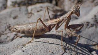 Mediterranean Ground Mantis (Ameles decolor)