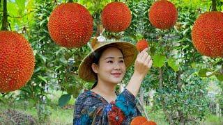 Dianxi Xiaoge harvests Gac fruit to make cakes, cooks a happy dinner on the mountain top.