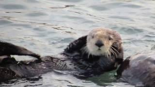 California Sea Otter Grooming