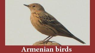 Armenian Birds - Relaxing sounds of nature