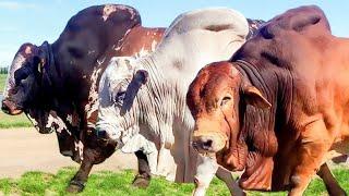 Biggest Bulls of Every Breed in the world #cow_mandi #biggest_bull #cow #cattle #camel #qurbani_2024