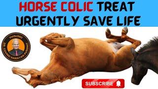 Unveil The Tricks And Tips To Treat Horse Colic And Save Life