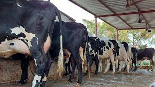 S.Gopal cow supplier GOOD QUALITY HF and JERSEY cow for sale in Tamilnadu kerala#dairyfarm#madusales