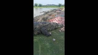 Feeding Monster Alligators (Huge Crocodiles)#Alligators#Crocodile#Feeding