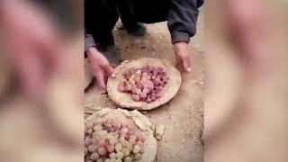 Afghan grape preservation technique called “Kangina” explained by Saud Faisal Malik