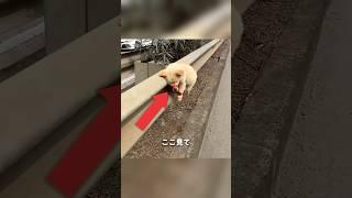 道路に捨てられた子犬 Bống Mít TiVi