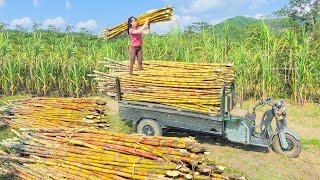 Use 3-wheeled Vehicle Harvesting Many Sugarcane Goes To Country Market Sell | Phuong Free Bushcraft