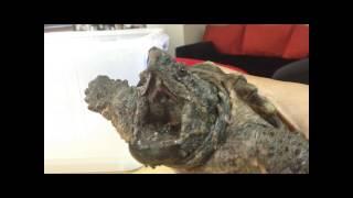 ReptileDocHK - Alligator Snapping Turtle Care