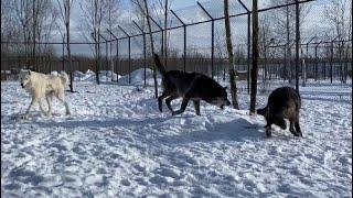 Канадская волчица в новой стае️состояние петуха Джокера.