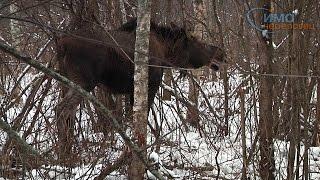 02.12.2015 Спасение лося