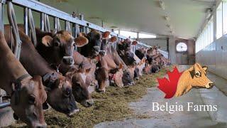 Belgia Farms ~ Dairy Farming In Canada