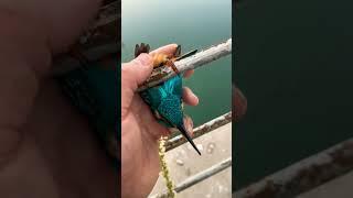 Viral Video of Common Kingfisher's Feet Frozen On Metal Railings | Viral Kingfisher Video | Humanity