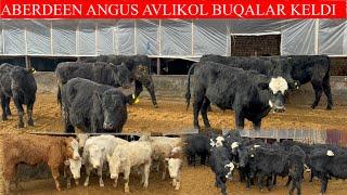 SARDOR AKANI ABERDEEN ANGUS AVLIKOL BUQALARI KELDI