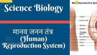 मानव जनन तंत्र (Human Reproduction System) (Science Biology) #ras #rpsc #ias #upsc #science #uppsc