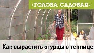 Голова садовая - Как вырастить огурцы в теплице