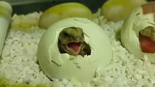 شاهد السلحفاء البريه وهي تخرج من البيضه !!!  ....  smol Turtle