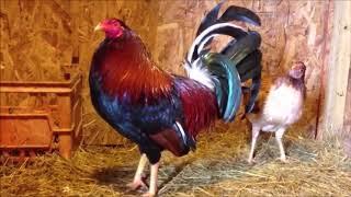 How to Start Gamefowl Breeding 2