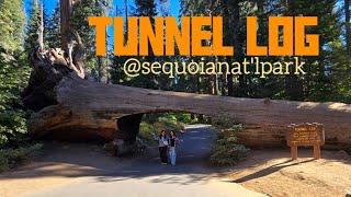 Tunnel Log@Sequoia National Park