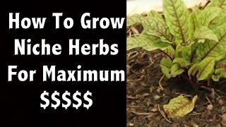 Growing Niche Herbs To Sell For Maximum Profit In An Inexpensive DYI Greenhouse - Off Grid Living