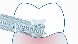 Curaprox - Interdental brushes vs floss