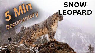 Snow Leopard - 5 Minute Documentary