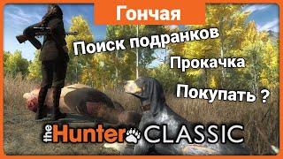 Гончая в theHunter Classic !