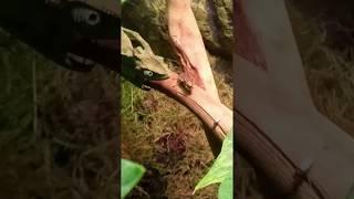 tiny baby chameleon is learning how to hunt a fly | CElectriX #shorts