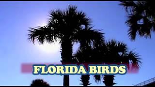 FLORIDA BIRDS - - video by Douglas K. Poor