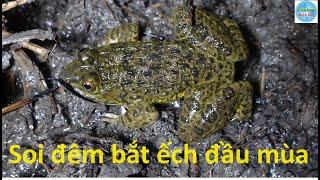 1028 | Chuyến soi đêm bắt ếch đầu mùa | frog