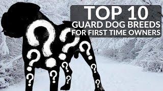 TOP 10 GUARD DOGS FOR FIRST TIME OWNERS! Whats The Best Guard Dog Breed For Novices?