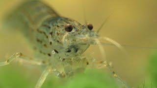 The Complete Guide To Keeping The Amano shrimp