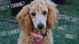 OWNING A MINIATURE POODLE